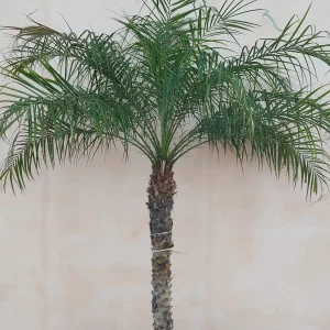 comprar Phoenix Roebelenii Mallorca, Robellini económico, palmera Phoenix online, Robellini para jardín