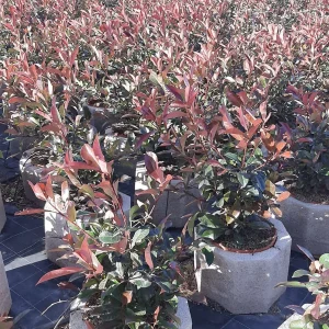 comprar Photinia Red Robin Mallorca, Photinia económica, Photinia online, planta para setos