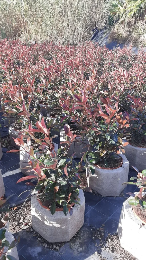 comprar Photinia Red Robin Mallorca, Photinia económica, Photinia online, planta para setos