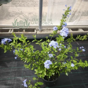 Comprar plumbago azul en maceta en mallorca
