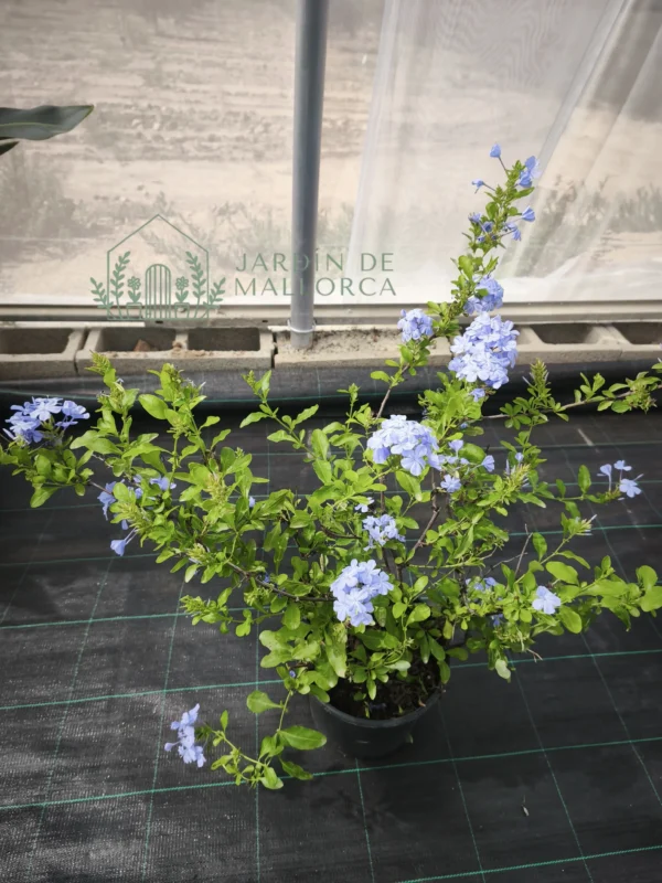 Comprar plumbago azul en maceta en mallorca