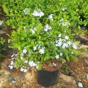 comprar Plumbago Mallorca, Plumbago auriculata económico, planta Plumbago online, Plumbago para jardín