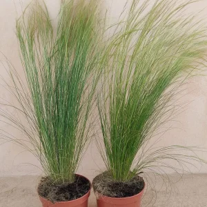 Stipa tenuissima, hierba de plumas, pelo de ángel, comprar stipa en Mallorca, planta ornamental resistente, xerojardinería, plantas de fácil cuidado, jardín mediterráneo, stipa económica, plantas para terrazas.