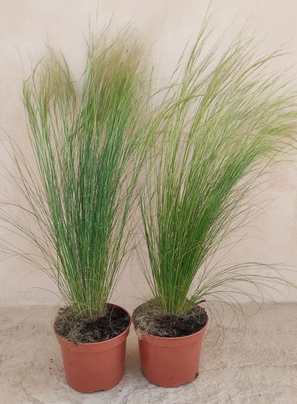 Stipa tenuissima, hierba de plumas, pelo de ángel, comprar stipa en Mallorca, planta ornamental resistente, xerojardinería, plantas de fácil cuidado, jardín mediterráneo, stipa económica, plantas para terrazas.