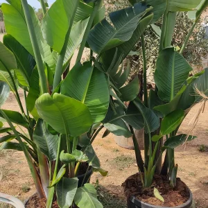 comprar Strelitzia Augusta grande Mallorca, Strelitzia económica, Strelitzia online, planta de gran tamaño para jardín