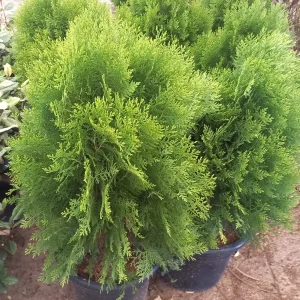 Thuja Aurea Nana, Thuja orientalis ‘Aurea Nana’, tuya enana dorada, comprar thuja en Mallorca, conífera ornamental, setos bajos, planta para jardín, thuja económica, plantas de fácil cuidado, plantas para terrazas.
