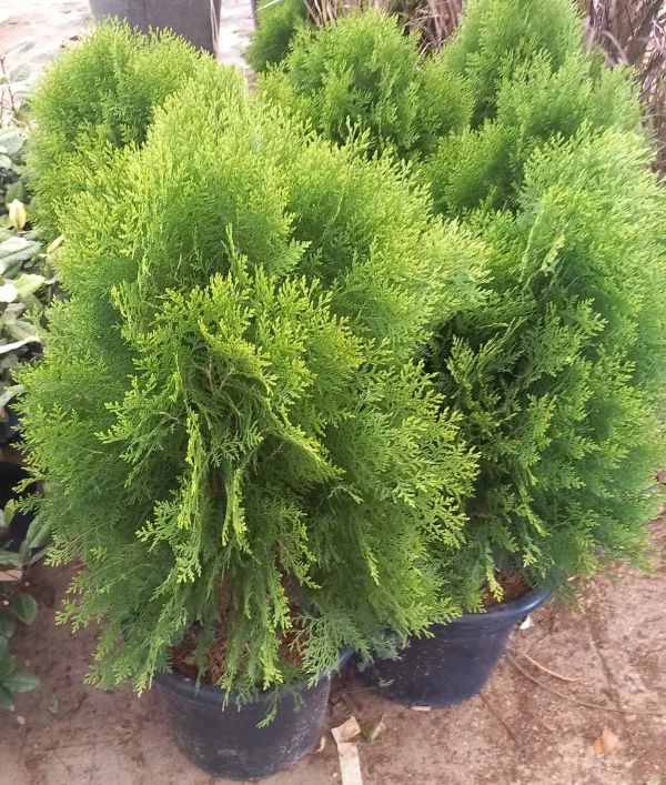 Thuja Aurea Nana, Thuja orientalis ‘Aurea Nana’, tuya enana dorada, comprar thuja en Mallorca, conífera ornamental, setos bajos, planta para jardín, thuja económica, plantas de fácil cuidado, plantas para terrazas.