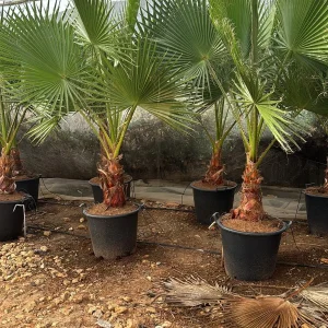 washintonia robusta en mallorca economica