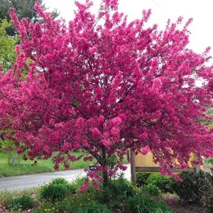 Árbol del amor, Cercis siliquastrum, árboles ornamentales Mallorca, floración primaveral, jardines mediterráneos, árboles resistentes, venta de árboles en Mallorca, flores rosadas, plantas decorativas.