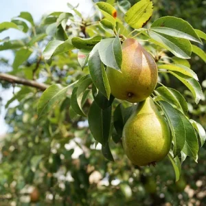 Peral, Pyrus communis, árbol frutal Mallorca, venta de perales, cultivo de perales, huertos en Mallorca, peras dulces, árbol ornamental y frutal, plantas resistentes.