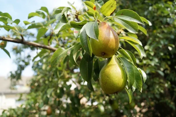 Peral, Pyrus communis, árbol frutal Mallorca, venta de perales, cultivo de perales, huertos en Mallorca, peras dulces, árbol ornamental y frutal, plantas resistentes.