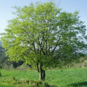Almez, Celtis australis, árboles ornamentales Mallorca, árboles de sombra, árboles mediterráneos, árboles resistentes, venta de árboles en Mallorca, arbolado urbano, jardines mediterráneos.