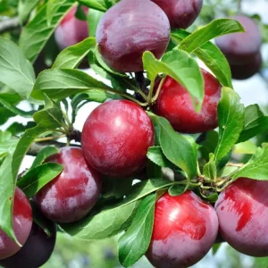 Ciruelo, Prunus domestica, árbol frutal Mallorca, venta de ciruelos, árboles frutales mediterráneos, huertos en Mallorca, frutas jugosas, árbol ornamental y productivo.