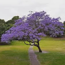 Jacaranda mimosifolia, jacaranda Mallorca, árboles ornamentales, árboles con flor, sombra natural, jardines mediterráneos, venta de árboles en Mallorca, floración violeta, árboles resistentes.