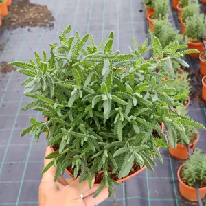 Lavanda dentada, Lavandula dentata, plantas aromáticas Mallorca, jardín mediterráneo, flores moradas, lavanda resistente, venta de plantas aromáticas, plantas fáciles de cuidar, fragancia natural.