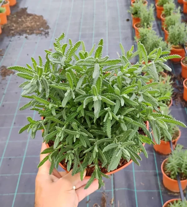 Lavanda dentada, Lavandula dentata, plantas aromáticas Mallorca, jardín mediterráneo, flores moradas, lavanda resistente, venta de plantas aromáticas, plantas fáciles de cuidar, fragancia natural.