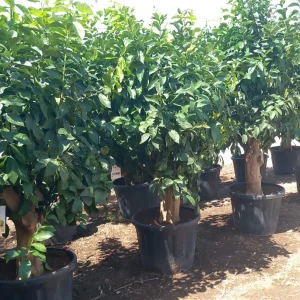 Limonero ejemplar, Citrus limon, árbol frutal, limones frescos, árbol para jardín mediterráneo, limonero en Mallorca, limonero maduro, árbol de cítricos, comprar limonero, cultivo de limones, planta frutal ornamental.