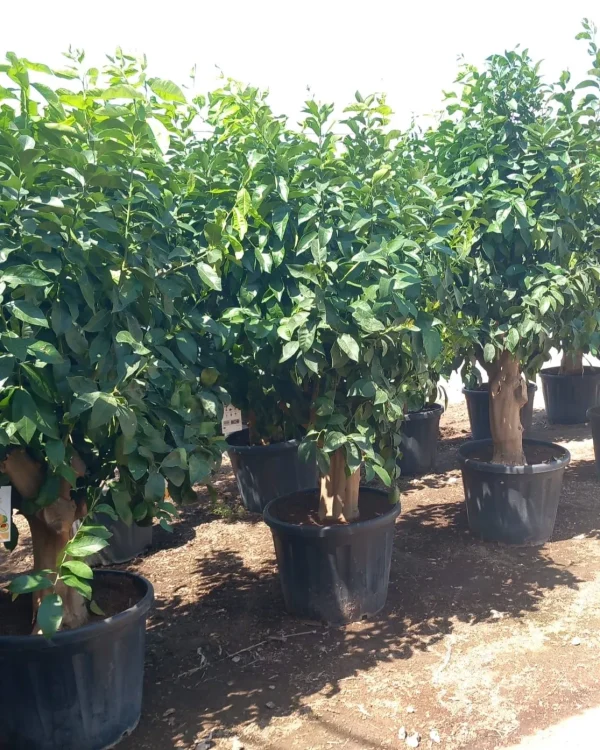 Limonero ejemplar, Citrus limon, árbol frutal, limones frescos, árbol para jardín mediterráneo, limonero en Mallorca, limonero maduro, árbol de cítricos, comprar limonero, cultivo de limones, planta frutal ornamental.