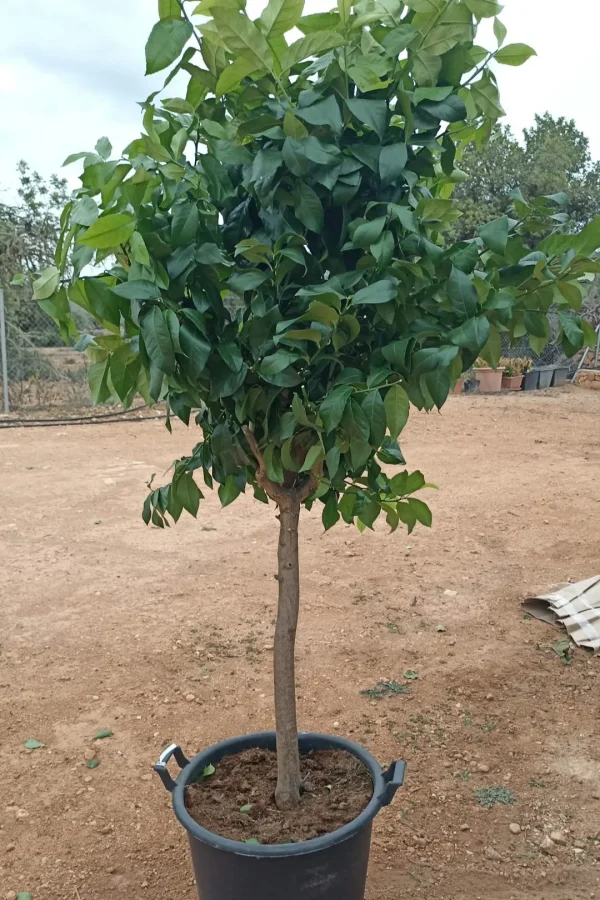 Limonero 4 estaciones, Citrus limon, árbol frutal perenne, producción de limones, jardín mediterráneo, limonero en Mallorca, limones frescos, comprar limonero, cultivo de cítricos, planta ornamental, árbol frutal.