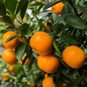 Mandarino, Citrus reticulata, árbol frutal Mallorca, venta de mandarinos, árboles frutales mediterráneos, frutas dulces, huertos en Mallorca, árboles ornamentales.