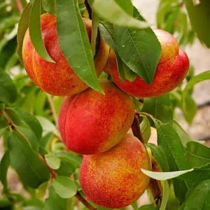 Nectarino, Prunus persica var. nucipersica, árbol frutal Mallorca, venta de nectarinos, cultivo de árboles frutales, frutas jugosas, huertos en Mallorca, árbol ornamental y productivo.