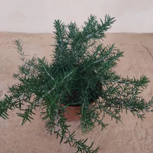 Romero rastrero, Rosmarinus officinalis prostratus, plantas aromáticas Mallorca, cobertura de suelos, jardines mediterráneos, plantas resistentes, flores lilas, plantas culinarias, venta de romero en Mallorca.