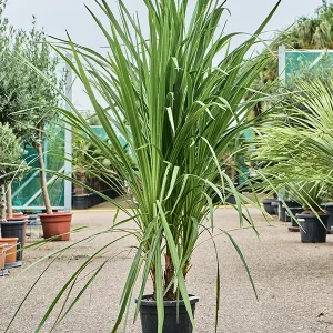 Cordyline indivisa, lirio de montaña, plantas tropicales Mallorca, diseño de jardines, plantas perennes resistentes, follaje exótico, plantas de bajo mantenimiento.