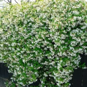 Rhyncospermum jasminoides, jazmín estrella, falso jazmín, plantas trepadoras Mallorca, plantas aromáticas, jardín mediterráneo, pérgolas, muros verdes, plantas resistentes.