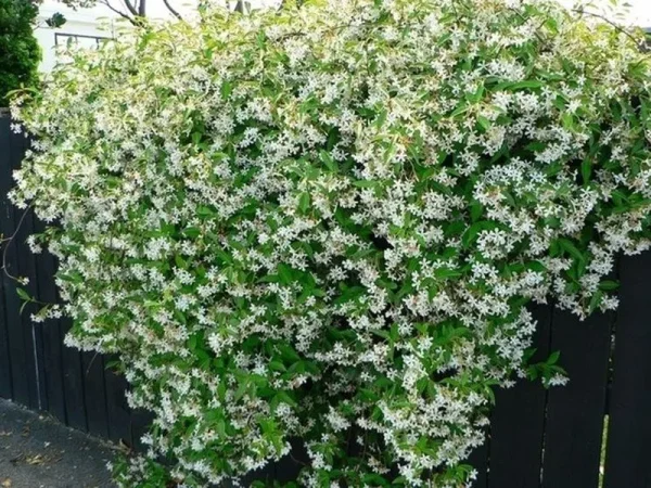 Rhyncospermum jasminoides, jazmín estrella, falso jazmín, plantas trepadoras Mallorca, plantas aromáticas, jardín mediterráneo, pérgolas, muros verdes, plantas resistentes.