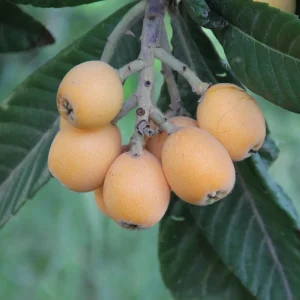 Eriobotrya japonica, níspero japonés, plantas para jardín Mallorca, frutales mediterráneos, plantas perennes, frutos comestibles, jardín con sombra, plantas de bajo mantenimiento, Eriobotrya.