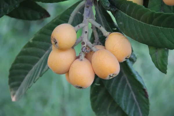 Eriobotrya japonica, níspero japonés, plantas para jardín Mallorca, frutales mediterráneos, plantas perennes, frutos comestibles, jardín con sombra, plantas de bajo mantenimiento, Eriobotrya.