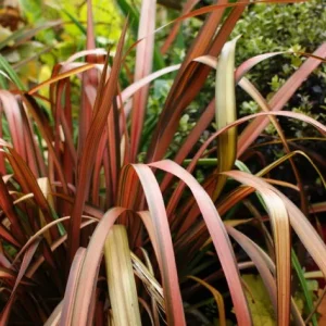 Phormium tenax tricolor, lino de Nueva Zelanda tricolor, plantas ornamentales, plantas perennes, jardinería de bajo mantenimiento, plantas resistentes, plantas para jardines Mallorca.