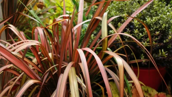 Phormium tenax tricolor, lino de Nueva Zelanda tricolor, plantas ornamentales, plantas perennes, jardinería de bajo mantenimiento, plantas resistentes, plantas para jardines Mallorca.