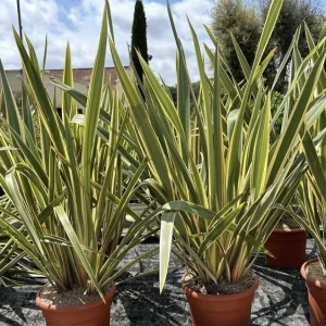 Phormium tenax variegata, lino de Nueva Zelanda variegado, plantas perennes, plantas con hojas bicolores, jardinería mediterránea, plantas resistentes al calor, plantas para jardines Mallorca.