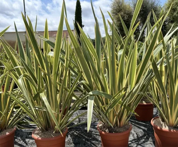 Phormium tenax variegata, lino de Nueva Zelanda variegado, plantas perennes, plantas con hojas bicolores, jardinería mediterránea, plantas resistentes al calor, plantas para jardines Mallorca.