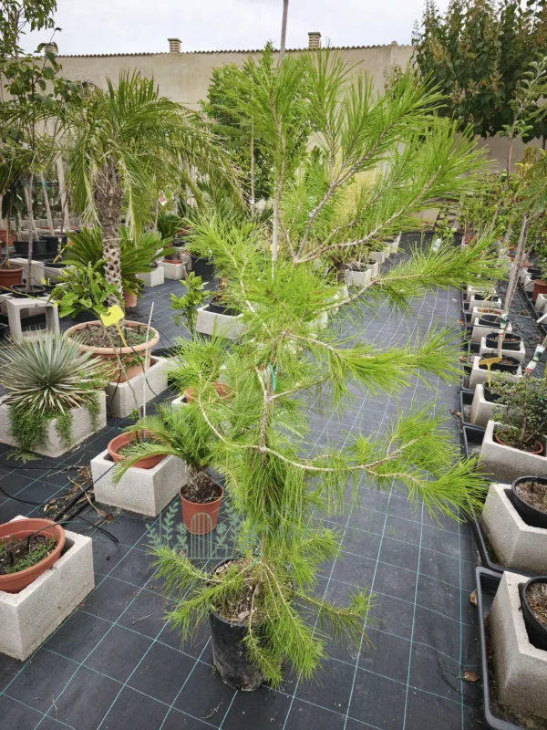 Pino (Pinus Halepensis) - Imagen 2