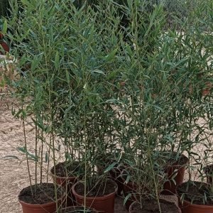 Phyllostachys aurea, bambú dorado, setos de bambú, jardines mediterráneos, plantas para pantallas naturales, plantas resistentes, bambú para privacidad, jardinería Mallorca.