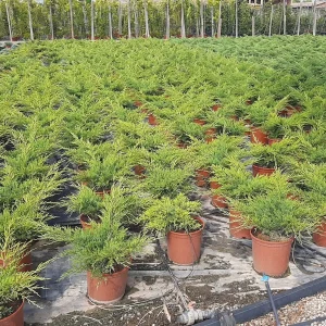 Juniperus horizontalis, enebro horizontal, plantas perennes rastreras, cobertura del suelo, setos decorativos, jardinería resistente a la sequía, plantas para jardines Mallorca.