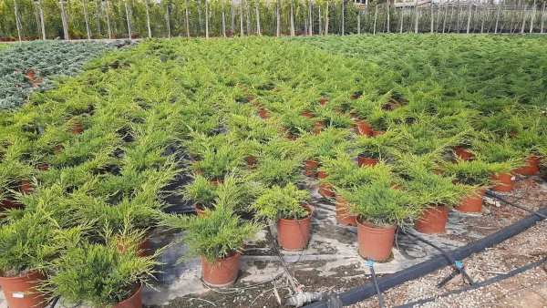 Juniperus horizontalis, enebro horizontal, plantas perennes rastreras, cobertura del suelo, setos decorativos, jardinería resistente a la sequía, plantas para jardines Mallorca.