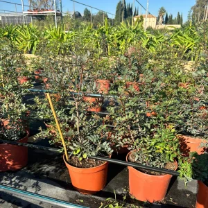 Pistacia lentiscus, lentisco, arbusto perenne, setos bajos, plantas resistentes a la sequía, plantas mediterráneas, jardines Mallorca, follaje verde, plantas ornamentales.