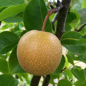 Pyrus pyrifolia, peral asiático, nashi, árbol frutal decorativo, frutos dulces, árboles para jardines en Mallorca, peral ornamental, cultivo de nashi.
