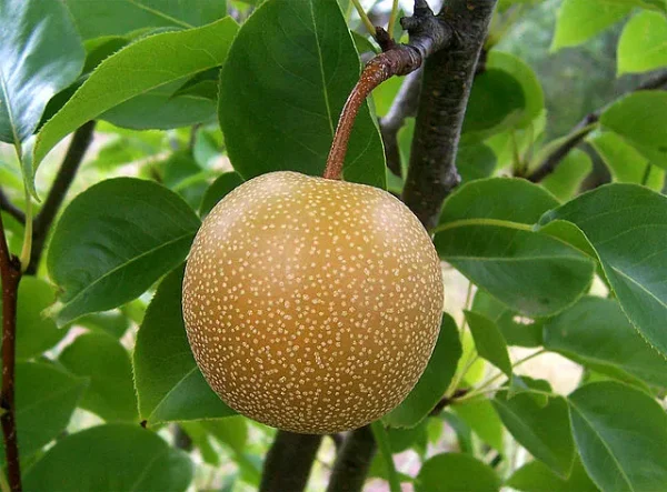Pyrus pyrifolia, peral asiático, nashi, árbol frutal decorativo, frutos dulces, árboles para jardines en Mallorca, peral ornamental, cultivo de nashi.