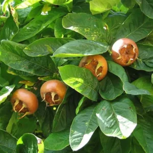 Mespilus germanica, níspero europeo, árbol frutal ornamental, plantas resistentes Mallorca, jardinería mediterránea, frutos comestibles, huertos en climas templados.