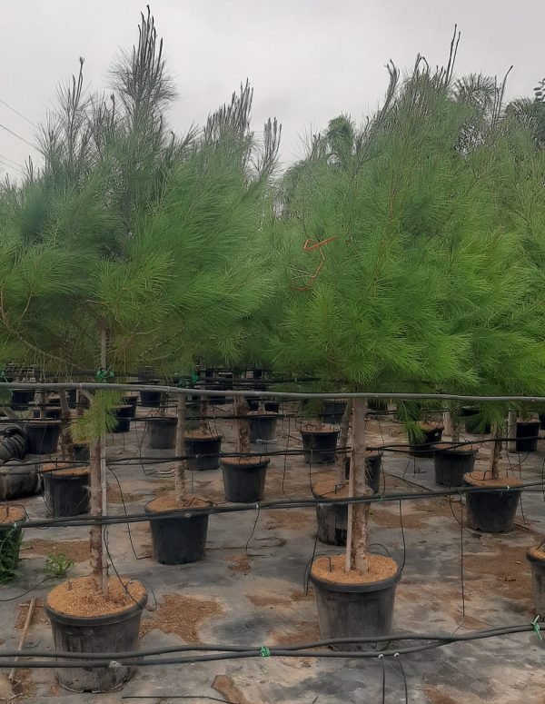 Pinus halepensis, pino carrasco, árboles mediterráneos, coníferas resistentes Mallorca, diseño paisajístico, árboles de sombra, plantas perennes.