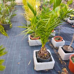 Palmera canaria (Phoenix canariensis)