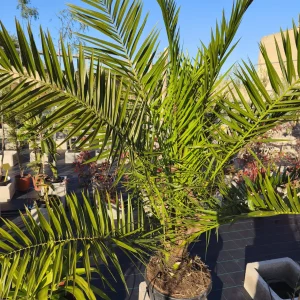 Phoenix canariensis, palmera canaria, palmera ornamental, palmera mediterránea, jardinería Mallorca, plantas ornamentales, paisajismo mediterráneo, palmera resistente, comprar palmeras Mallorca, palmera decorativa.