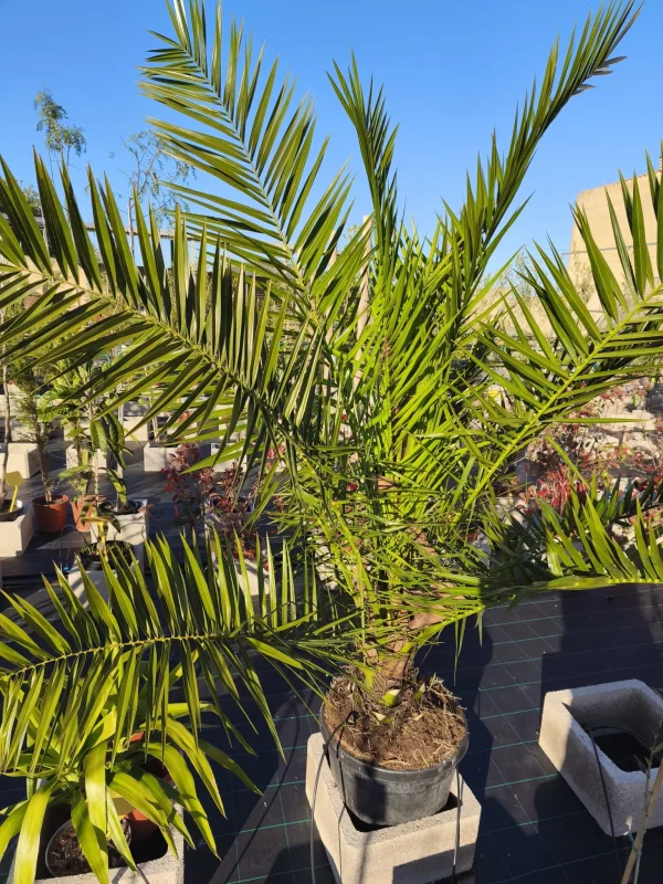 Phoenix canariensis, palmera canaria, palmera ornamental, palmera mediterránea, jardinería Mallorca, plantas ornamentales, paisajismo mediterráneo, palmera resistente, comprar palmeras Mallorca, palmera decorativa.