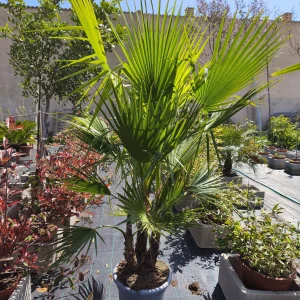 Washingtonia multitronco, Washingtonia robusta, palmera de abanico, palmera rápido crecimiento, palmera decorativa, palmera mediterránea, jardinería Mallorca, plantas ornamentales, paisajismo mediterráneo, palmera resistente, comprar palmeras Mallorca.