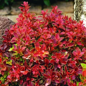 Compra online Berberis thunbergii 'Atropurpurea' en Mallorca, arbusto púrpura decorativo para setos, jardines sostenibles y xerojardinería en maceta de 17 cm.