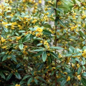 Compra online Berberis julianae en Mallorca, arbusto perenne resistente para setos defensivos, jardines secos, macetas de 17 cm y barreras naturales sin riego.